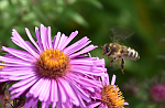Bienen und Imkerei