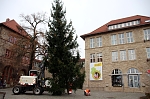 Bild: Geeignete Weihnachtsb&auml;ume werden u.a. f&uuml;r den Rathausplatz gesucht