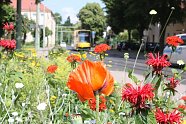 Klimaresiliente Blumen im Stadtbild (Foto: Pressestelle Stadt Nordhausen)