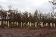 eine weitere Fläche für 300 Bäume des Projektes "Zukunftsbäume" der Stadt Nordhausen (Foto: Stadtverwaltung Nordhausen)