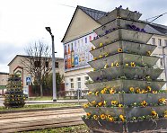 800 Stiefmütterchen - Farbtupfer für unsere Stadt (Foto: Stadtverwaltung)