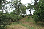 Streuobstwiese (Foto: Stadt Nordhausen)