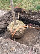 Umfangreiche Baumpflanzmaßnahmen im Stadtgebiet Nordhausen (Foto: Stadtverwaltung Nordhausen)