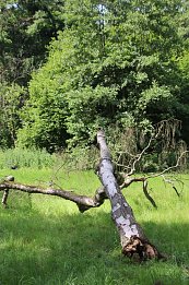 Bild: Stadtpark Nordhausen