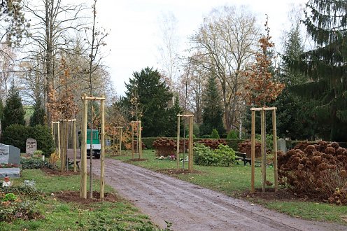 Neupflanzungen Hauptfriedhof (Foto: Stadtverwaltung Nordhausen)