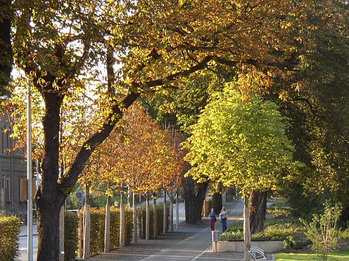 Hecken am Zorgeufer in der Uferstraße (Foto: Stadtverwaltung Nordhausen)