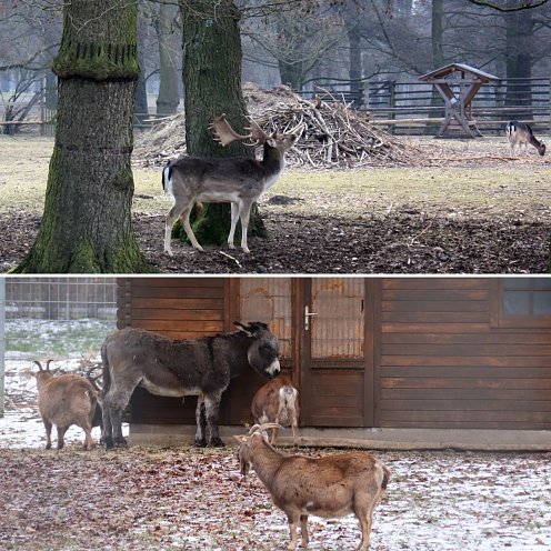 Tiergehege  (Foto: Stadtverwaltung Nordhausen)