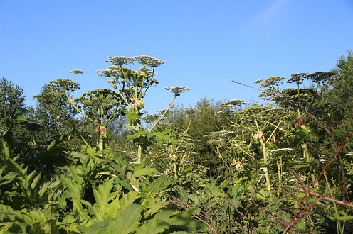 Bärenklau 2019 Himmelgarten (Foto: Stadtverwaltung Nordhausen)