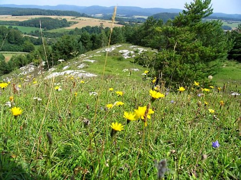 Hörninger Kuppen (Foto: ©Stadtverwaltung Nordhausen)