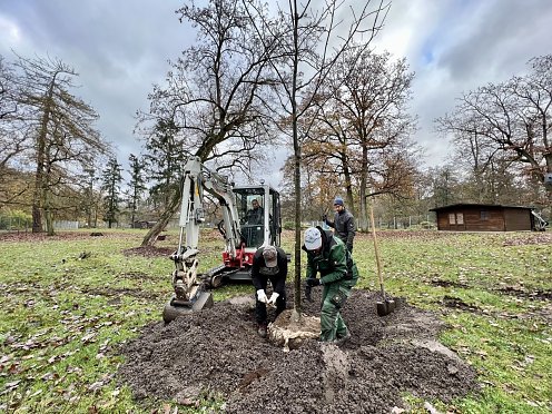 Baumpflanzung Stadtpark (Foto: ©Stadtverwaltung Nordhausen)