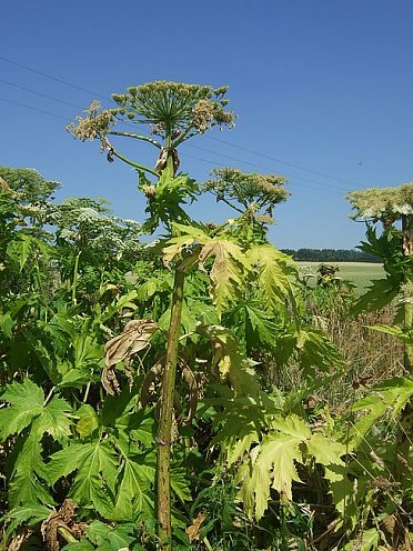 Riesen-Bärenklau (Foto: H. Wengler)