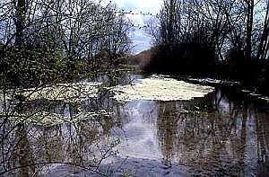 Salza Spring (Foto: Stadtverwaltung Nordhausen)
