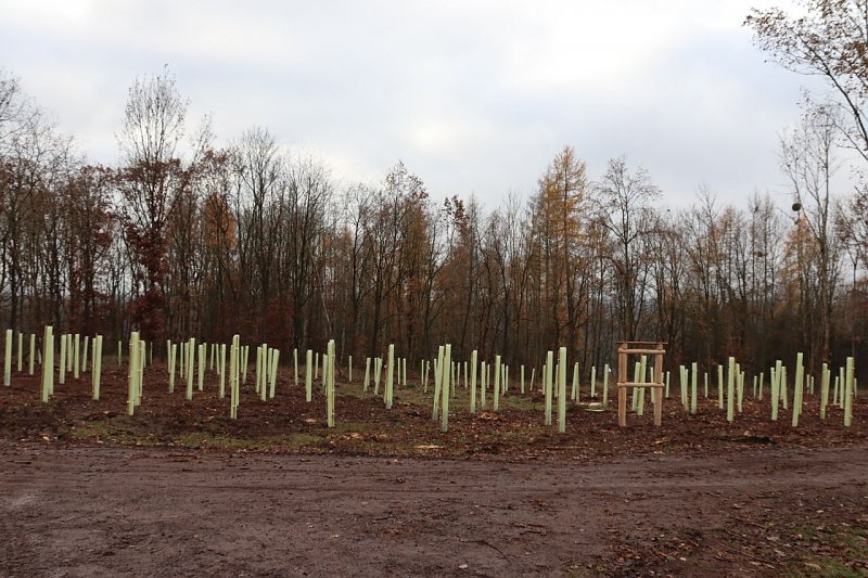 eine weitere Fläche für 300 Bäume des Projektes "Zukunftsbäume" der Stadt Nordhausen