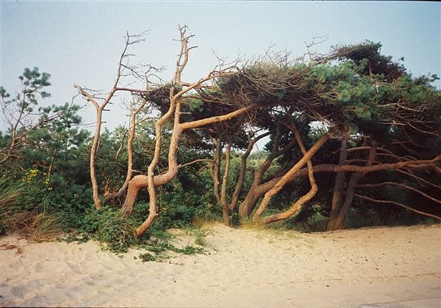 Windflüchter in Dierhagen, Foto von A. Schmid-Tutka (Foto: Repro Flohburg)