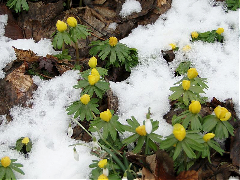 Winterlinge im Park Hohenrode (Foto: privat)