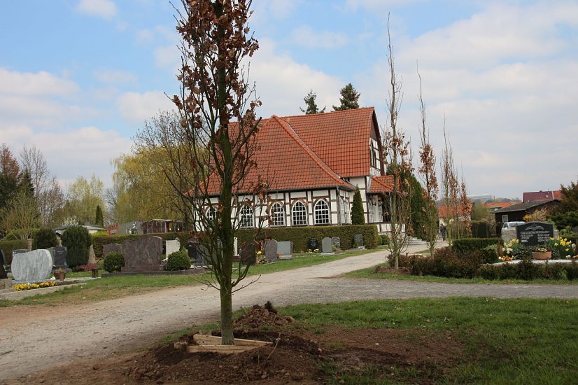 Säuleneiche auf Friedhof Nordhausen-Salza (Foto: Stadtverwaltung Nordhausen)