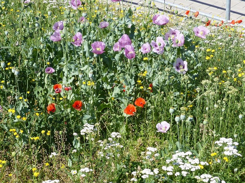 Blumen und Gräser statt Rasen - Blühwiesen in Nordhausen (Foto: )