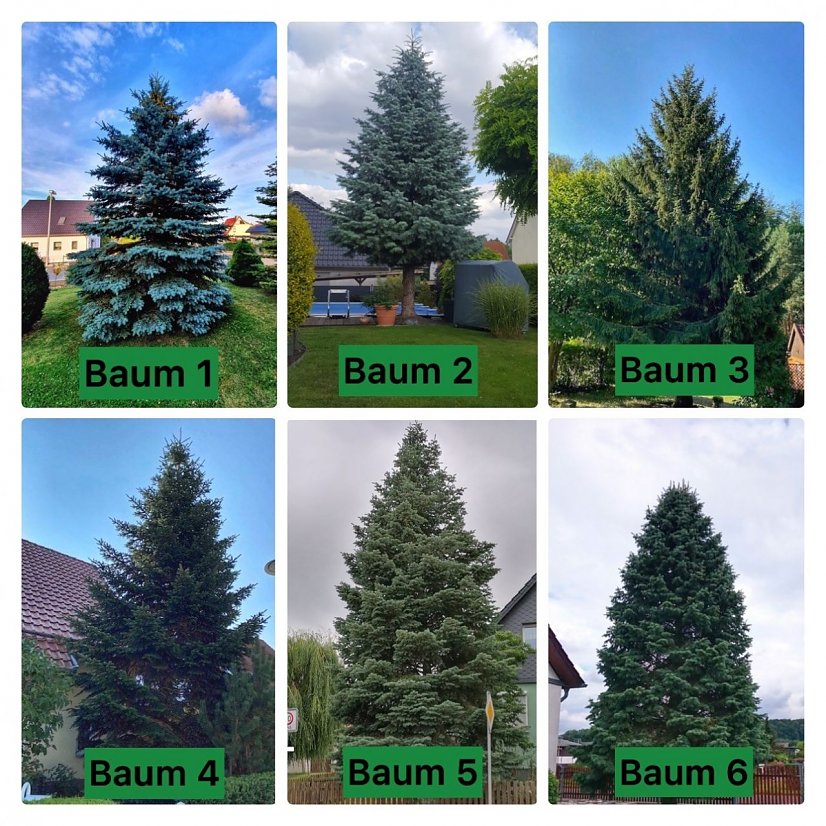 Weihnachtsbaum 2020??? (Foto: Stadtverwaltung Nordhausen)