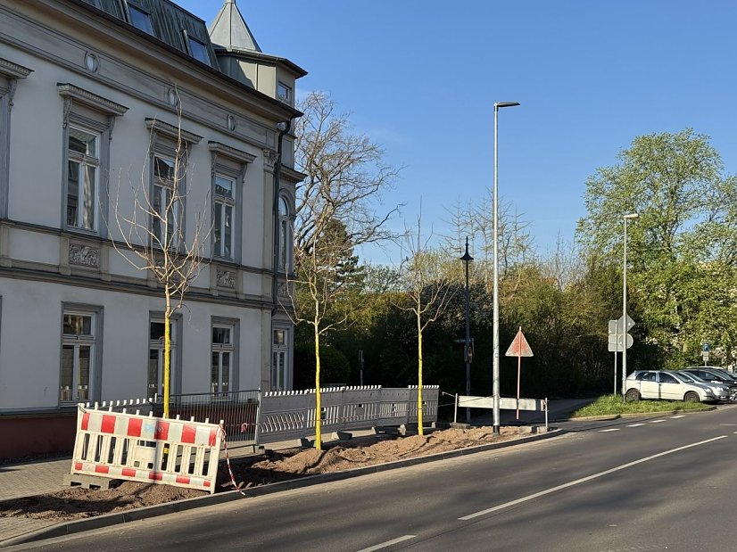 Umfangreiche Baumpflanzmaßnahmen im Stadtgebiet Nordhausen (Foto: Stadtverwaltung Nordhausen)