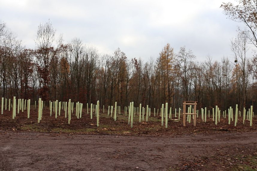 eine weitere Fl&auml;che f&uuml;r 300 B&auml;ume des Projektes "Zukunftsb&auml;ume" der Stadt Nordhausen